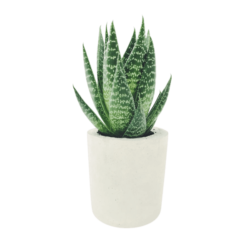 plant2