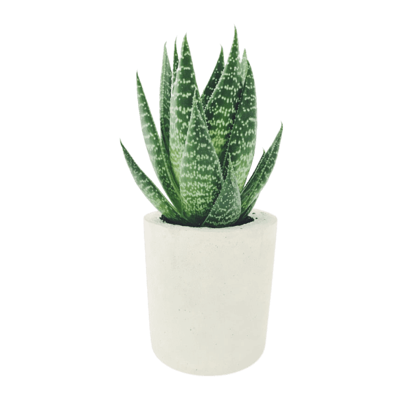 plant2 1